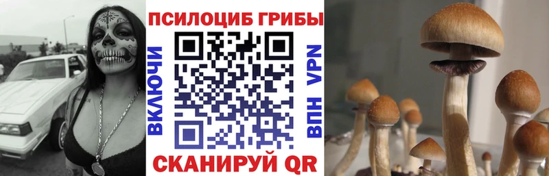Псилоцибиновые грибы Psilocybine cubensis  Кировград 